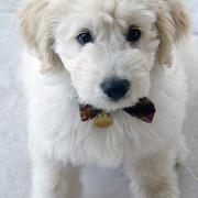 Close up dog picture of Goldendoodle puppy in white.JPG
