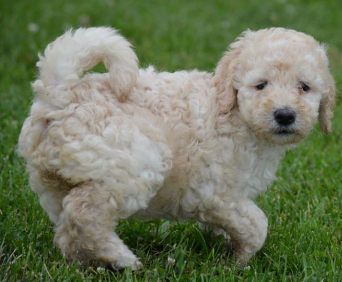 Curly haired dog_ tan cream goldendoodle puppy image standing on the grass.JPG

