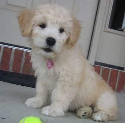 Dog images of a cute Goldendoodle puppy in cream color and tan ears.JPG
