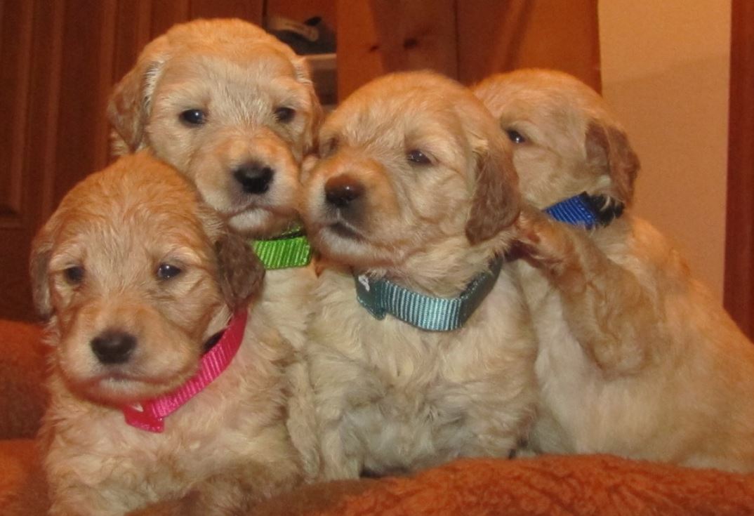 Goldendoodle puppies picture and they all in tan.JPG
