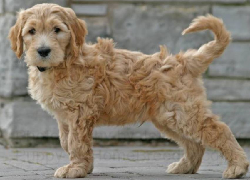 Long hair dog picture of Goldendoodle dog.JPG
