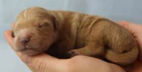 Newborn goldendoodle puppy photos in tan color.JPG

