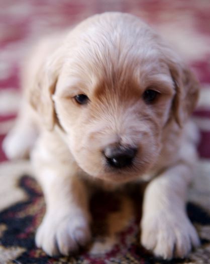 young dog picture goldendoodle pup image.JPG
