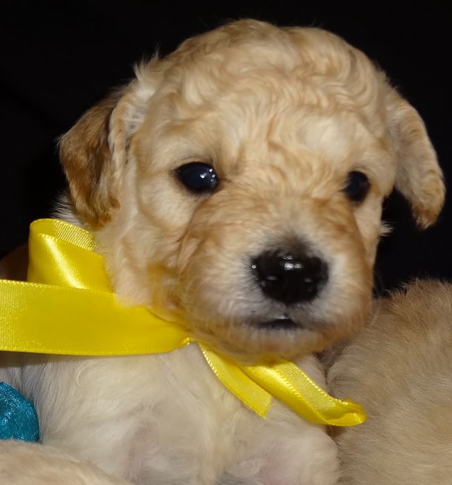 Young puppy photo of golden doodle in cream.JPG
