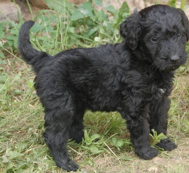 Black goldendoodle puppy picture_black thick hair puppy.JPG
