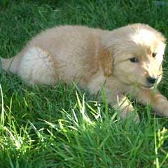 Golden Retriever pup1
