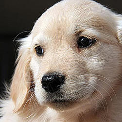Golden retriever pup big face
