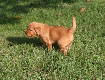 Golden Retriever pup on the grass
