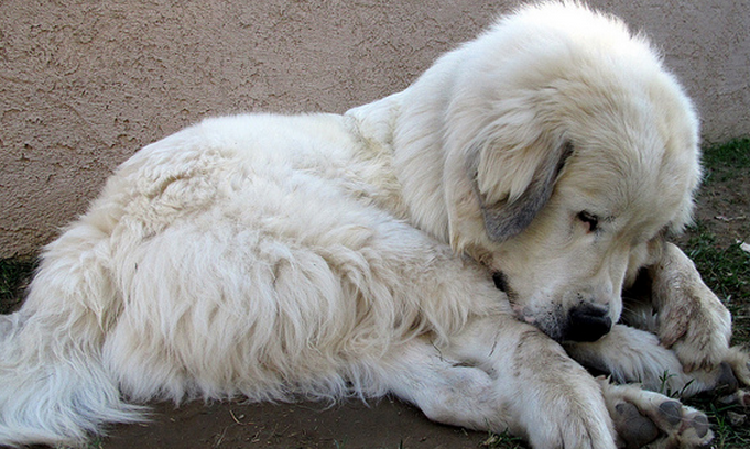 Playful puppy picture of a beautiful Pyrenees pup.PNG
