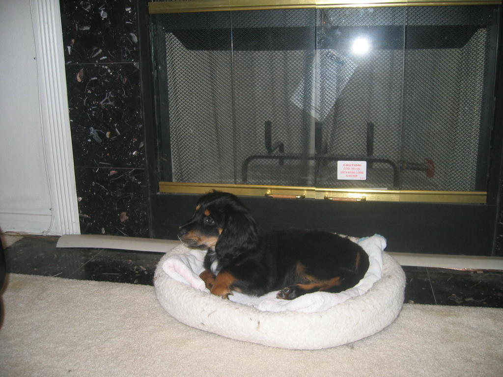Penny sleeping in front of the fireplace
