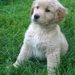 Golden retriever pup with naive expression
