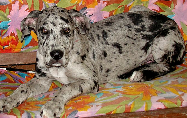 blue great dane puppies for sale aren't often available.PNG
