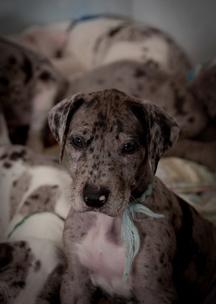 Great danes dogs pictures.PNG
