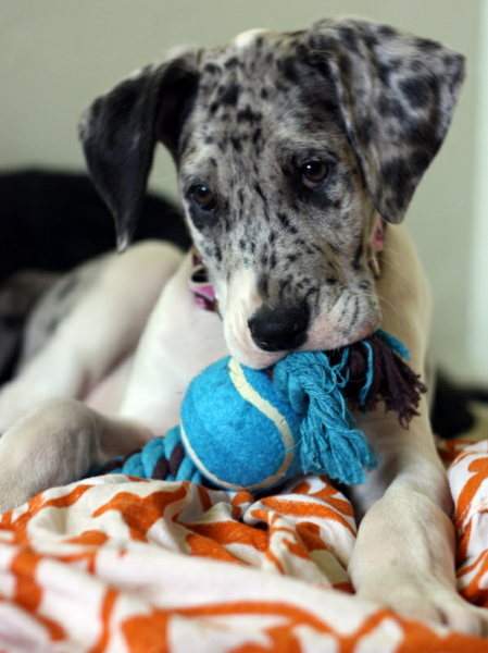 Harlequin great dane puppy playing with its dog toy.PNG
