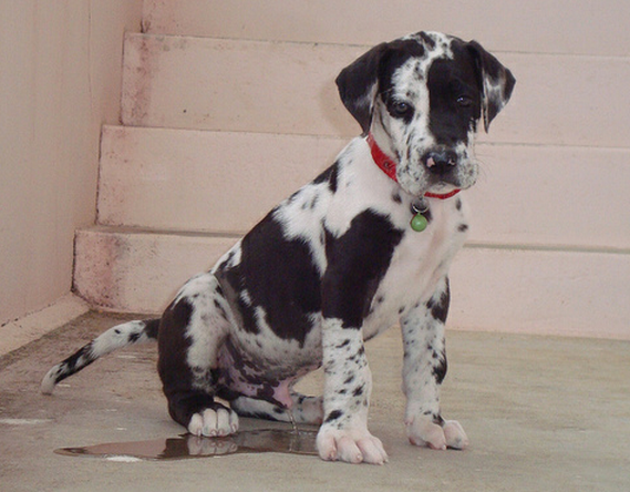 Funny dog picture of a harlequin great dane dog peeing.PNG
