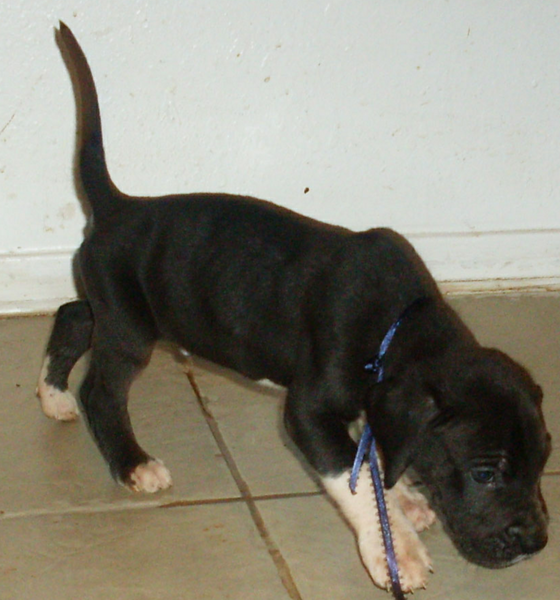 It'd be nice to get free great dane puppies like this one so cute.PNG
