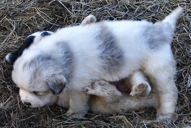 Grey and white Shashako puppy photos.PNG

