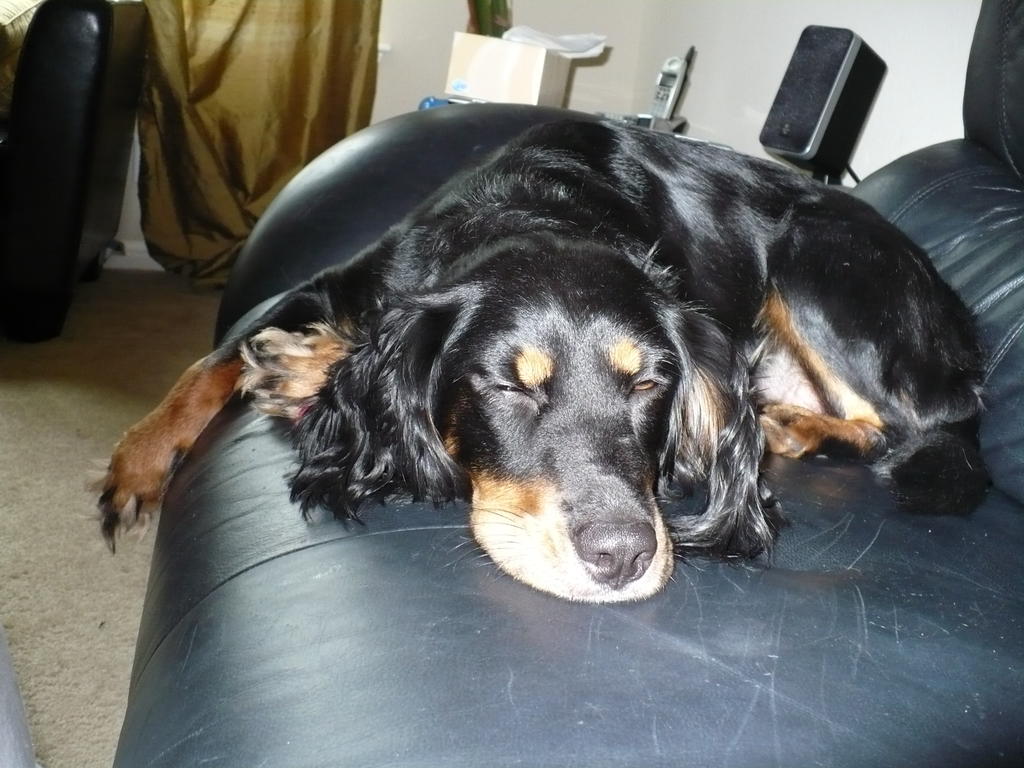Penny sleeping on the sofa
