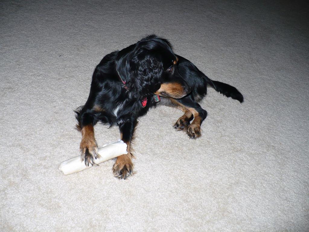 Penny playing with her bone
