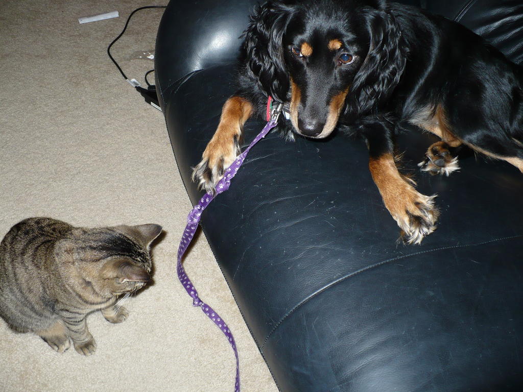 Penny playing with a purple string
