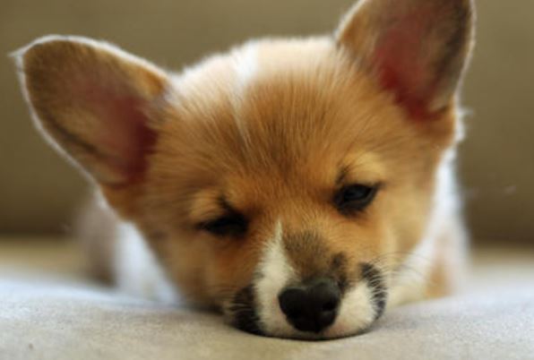 Sleep puppy face of welsh Corgi dog pictures.JPG
