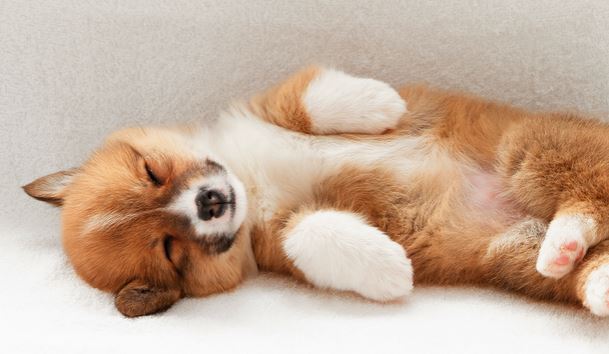 Sleeping puppy picture of Welsh Corgi dogs.JPG
