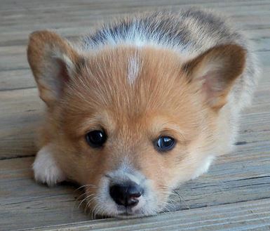 Close up picture of puppy face Welsh Corgi.JPG
