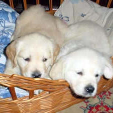 golden_retriever_two puppies
