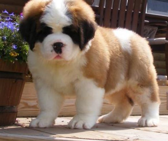 St Bernard very large size dog pictures.JPG
