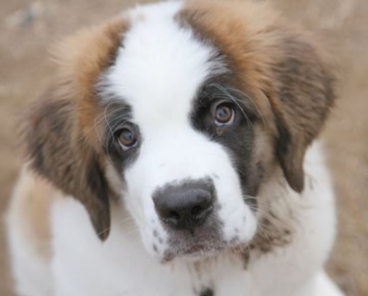 Puppy face pictures of St Bernard dog in three tones.JPG
