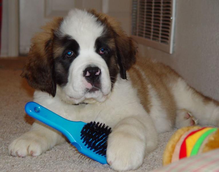 St Bernard puffy puppies pictures playing with his dog fur brush.JPG
