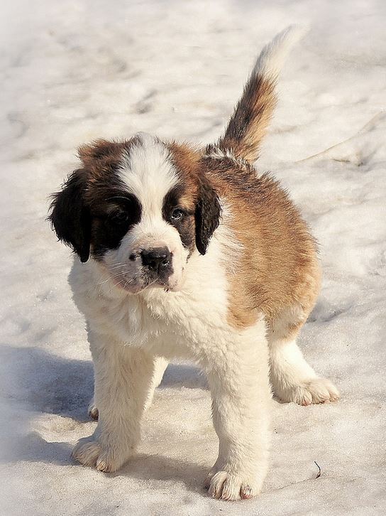 St Bernard puppy photos standing in snow.JPG
