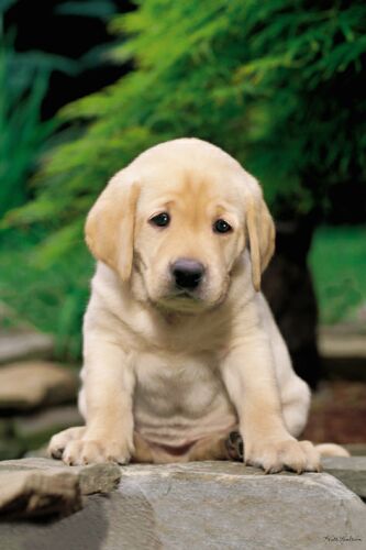 golden-retriever_sad puppy
