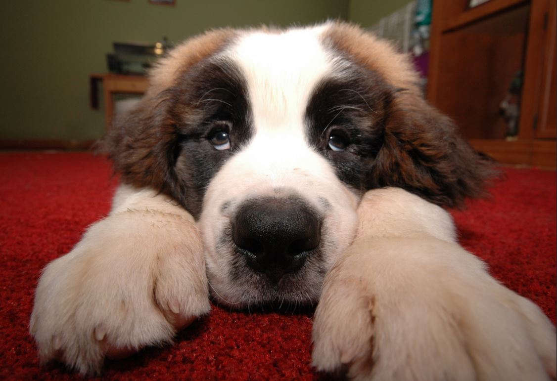 Cute and funny dog picture of Saint Bernard dog.JPG
