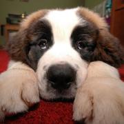 Cute and funny dog picture of Saint Bernard dog.JPG
