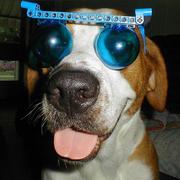 Funny dog photo wearing funny glass.JPG
