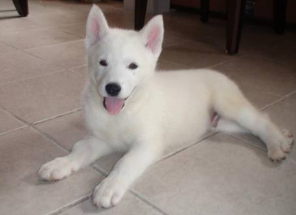 Beautiful puppies picture of a white husky dog chilling out.PNG
