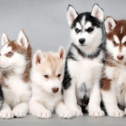 Beautiful siberian husky puppy breeders in various colors.PNG
