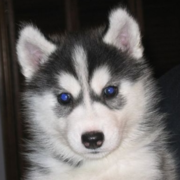 Black white alaskan husky puppy with pretty dark blue eyes.PNG

