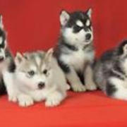 Cute four sibarian husky puppies post photo.PNG
