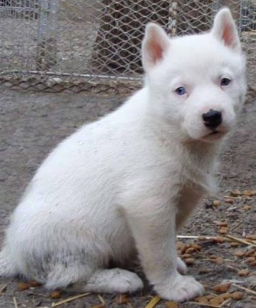 Picture of a cute yet sad looking white siberian husky puppy looking at the camera.PNG

