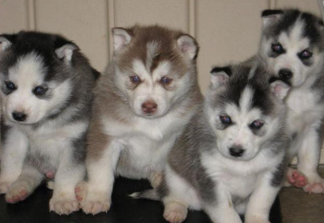 Picture of husky puppy breeders in group of four husky puppy for adoption.PNG
