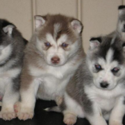 Picture of husky puppy breeders in group of four husky puppy for adoption.PNG
