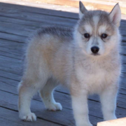 Puppy husky dog in four tones with white, grey, light brown and tan colors.PNG

