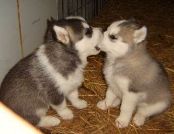 Two husky dog puppys playiny.PNG
