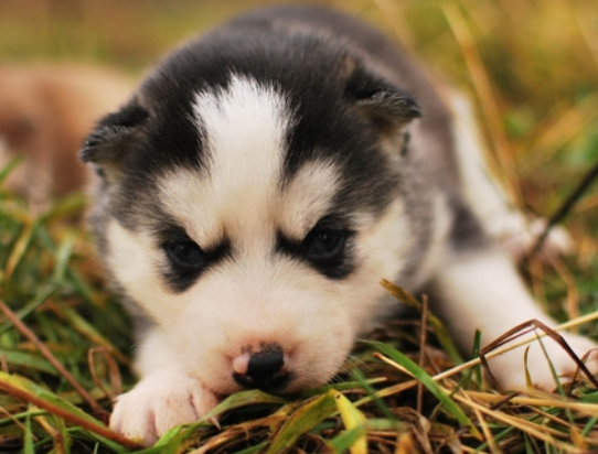 White and black young alaskan pup pictures.PNG
