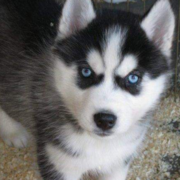White black puppy siberian husky with beautiful blue eyes looking straight at the camera.PNG
