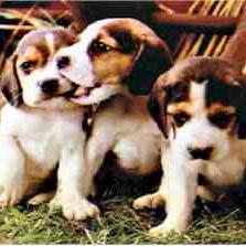 beagle pups_very cute.jpg
