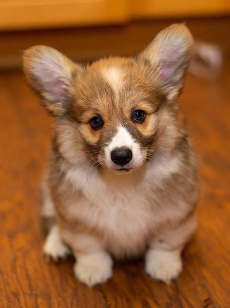 Beautiful puppy pictures of Welsh Corgi in white and brown tan patterns.JPG
