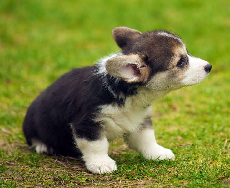 Black white with brown spots Welsh Corgi puppy standing on the grass.JPG
